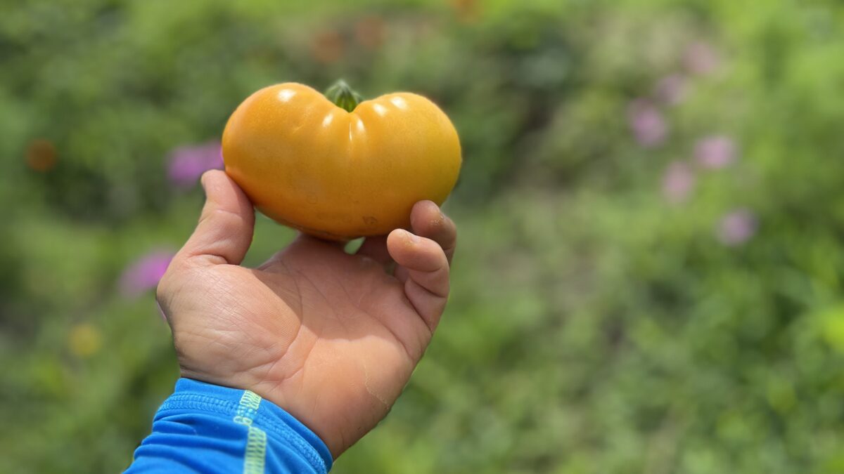 野菜作ってます